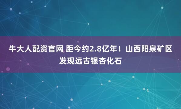 牛大人配资官网 距今约2.8亿年！山西阳泉矿区发现远古银杏化石