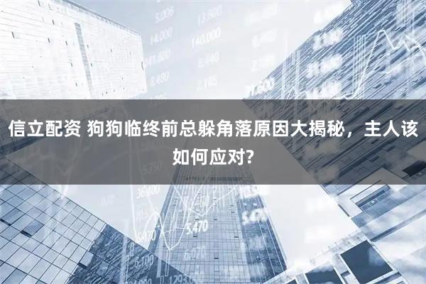 信立配资 狗狗临终前总躲角落原因大揭秘，主人该如何应对?